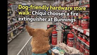 🛒🐶Dog-friendly hardware store walk: Chiqui chooses a fire extinguisher at Bunnings. screenshot 1