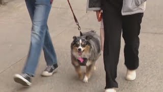 NYC neighborhood launches 'curb your dog' contest