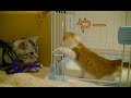 【猫記録142】新入り子猫と先輩アメショ２日目探り合い殴り合い