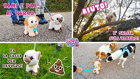 Cosa fare se trovi un cane senza collare?