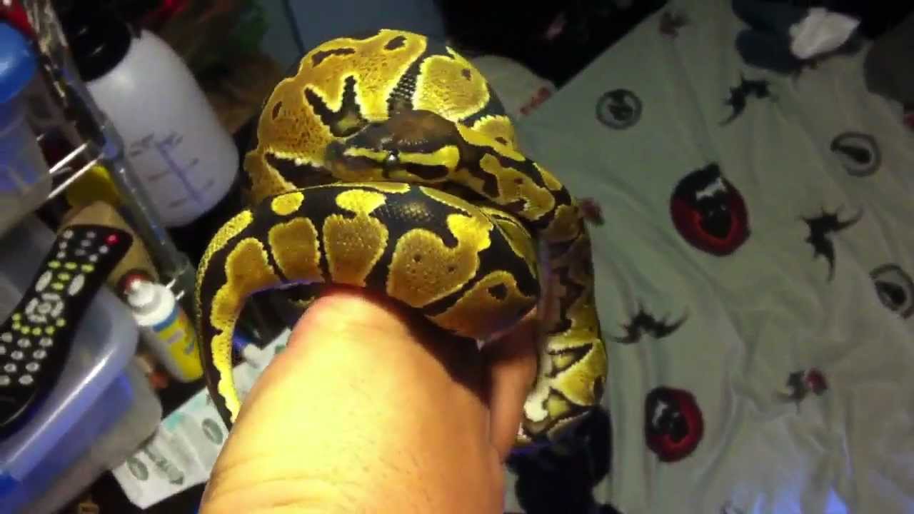 geckos food Update on the fire female