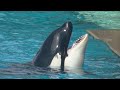 Orca Encounter Side View(w/ the late Amaya) - Aug 14, 2021 - SeaWorld San Diego