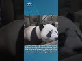 Xinhua noticias  pareja de pandas gigantes llega a espaa procedente de china