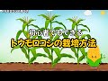 初心者でもできる！とうもろこしの栽培方法|図解でわかる育て方