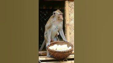 Singkong Rebus #monkey #sad
