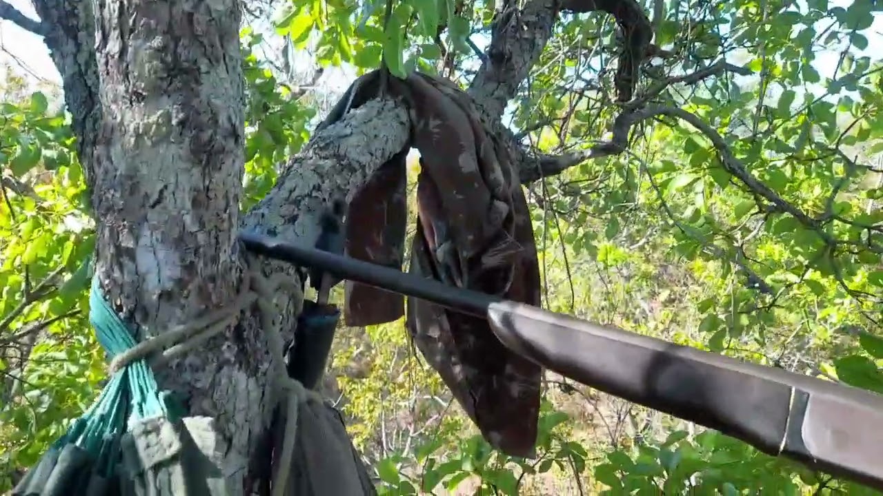 1° EP: CAÇADA AO VEADO NA FLOR DO PEQUI... #🌴FILHODOMATO🌴