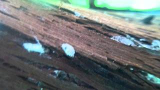 Anagyrus 01.avi