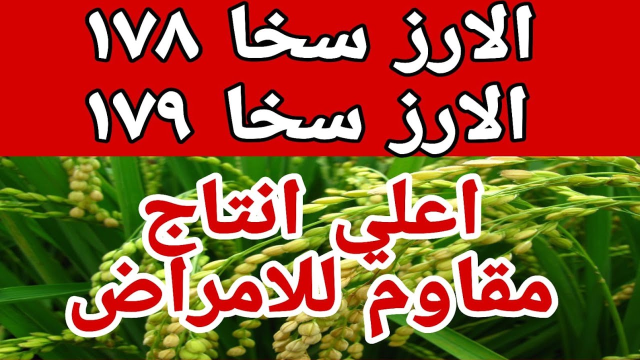 الارز جيزة 178 والارز جيزة 179 - افضل تقاوي الارز