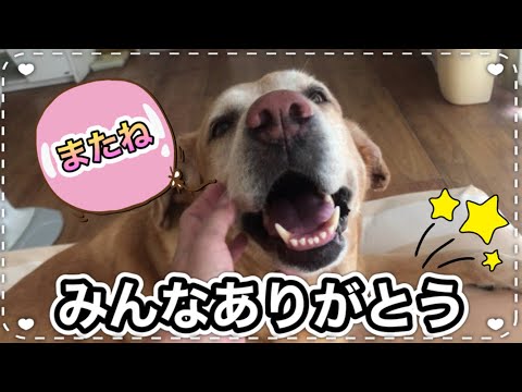 きなさん、いっぱいの幸せをありがとう、またね...【やっぱりラブラドールレトリバーLabrador 】