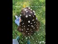 اوسخ اغنيه