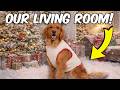 Turning My House into a WINTER WONDERLAND for my Dogs!❄️