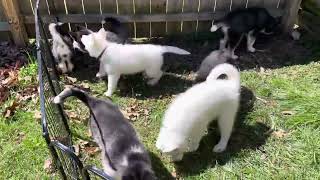 Husky puppies enjoying the sunshine.