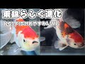 KOI FISH LIVE#koi #錦鯉 #carp #金魚 #錦鯉水槽飼育