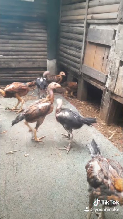 Goyang Mesum anak ayam musik TiTok Kandang ANF