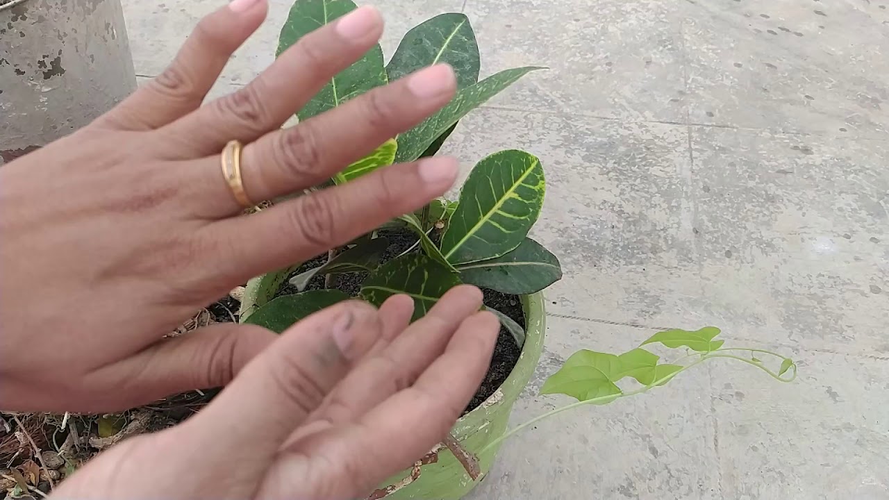 How to Grow Giloy with cutting in pot Full tutorial YouTube