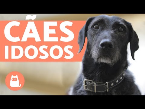 Vídeo: 5 mudanças para esperar em seu cão sênior