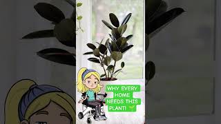 RUBBER PLANT #facts #english #plants #trendingshorts #shorts #short #shortvideo #youtubeshorts