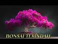 35 Inspirasi Bonsai Bougenville Paling Indah 2026 🌺 Koleksi Bonsai Berbunga yang Bikin Takjub!
