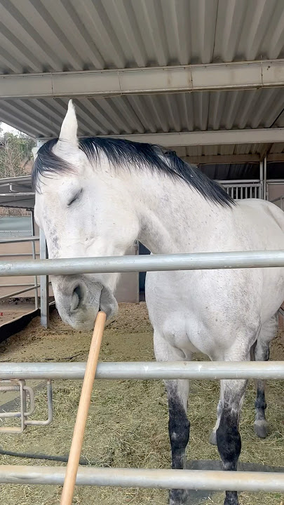 Devastating wind! Making the horses go crazy! #thoroughbred #horse #equestrian #california