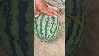 Sweet &amp; Ripe Watermelon Cutting #watermeloncutting #farming