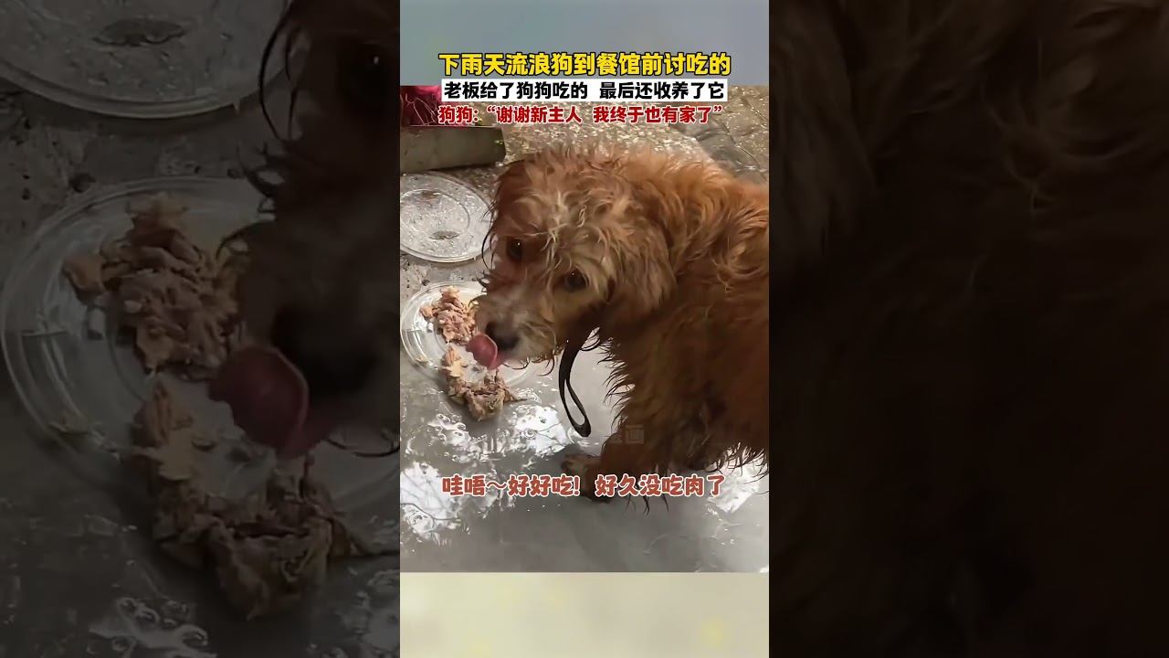 流浪狗到粉店讨吃的,老板好心投喂,最后还决定把狗狗收养了,狗狗:“我也有家了”。#画一个故事 #治愈系 #狗狗的心思都写在脸上了 #流浪狗 #暖心 素材来源@怡宝的嗦粉店