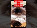 معلومات هامة عن عن سلالة قطط هيمالايا 
