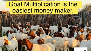 Goat Multiplication is the easiest money maker ever.