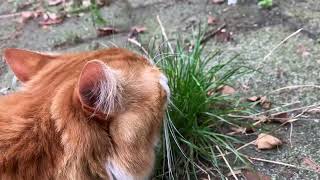 IMG 3691 touching grass