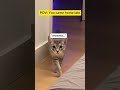 POV: You come home late #CatShorts #FunnyCats #AnimalComedy #Shorts
