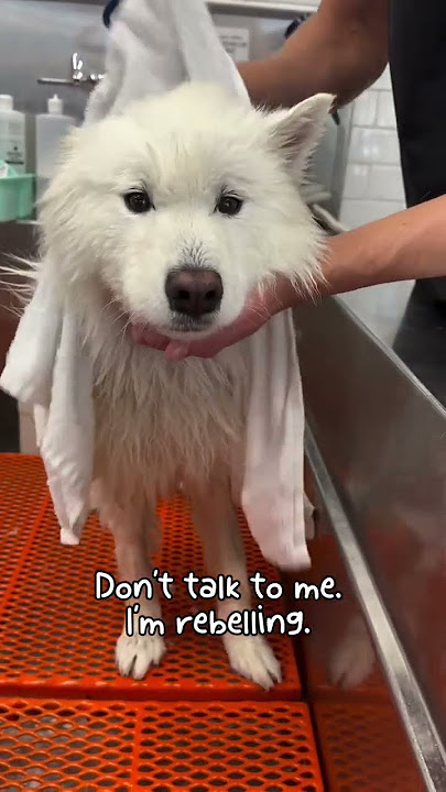 My Samoyed Loves Pool & Bath Day!