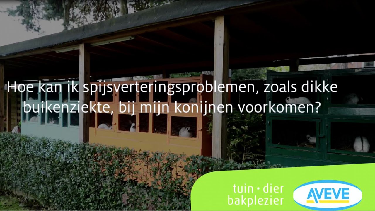 Hoe Kan Ik Spijsverteringsproblemen Zoals Dikke Buikenziekte Bij Mijn Konijnen Voorkomen