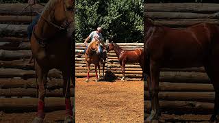 A Day with our Foals #horse #foal #cowboys #ranch #countrylife