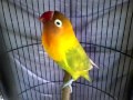 Download Lovebird Gacor