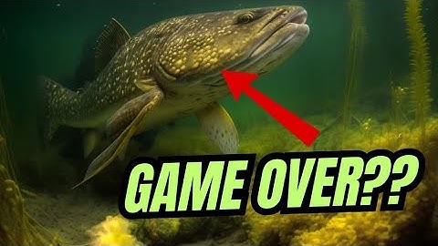 BIG FISH changes session!!