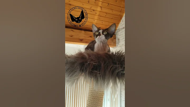 Watch the video about Devon Rex Cat, Jiao vom Gaborland female chocolate silver white #devonrex #cat #catfunny
