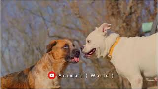 Dog Argentino video wao🐕 it's so cute amazing#animallover #animalsnatural #animalsnature #subscribe by Animals World 42 views 2 years ago 32 seconds