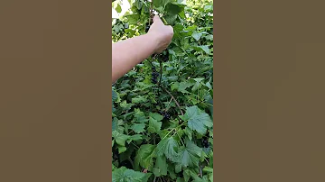 #SHORTS Чтобы собирать урожай смородины ведрами весной пока почки спят нужно сделать 2 простые вещи