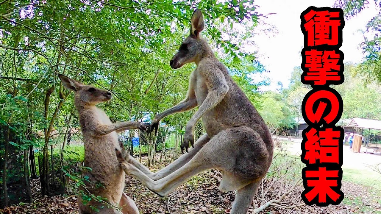 カンガルーの喧嘩撮影中に 思わぬハプニングが Kangaroo Fighting Me Shorts Youtube