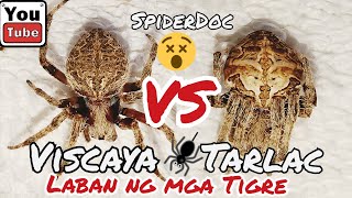 NUEVA VISCAYA VS TARLAC. Tiger Spider Fight. Fast Fight.