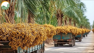 How Farmers Harvest Amazing Date palm: Date Palm Processing in Modern factory | Farming Documentary