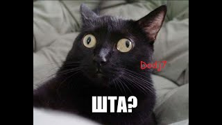 за 10 сек научить кота ловить мышей за 10 сек научить кота ловить мышей