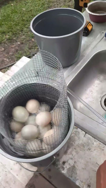 Build an egg washer for less than $25 