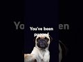 You've been pugged by master pug