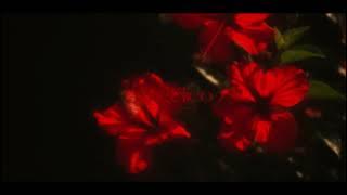 miradeep. & Dartro  - Angélico