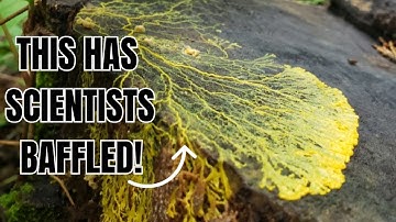 The Blob (Physarum Polycephalum) - The Brainless Wonder