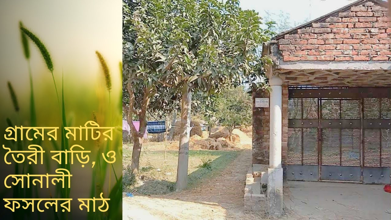 গ্রামের মাটির তৈরী বাড়ি, ও সোনালী ফসলের মাঠ