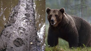 🐻Он обомлел! Были видны четкие отпечатки когтистых лап огромного медведя!