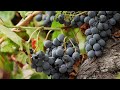 Испанские виноделы: революция у паломнической тропы