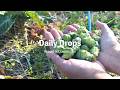 自給暮らしvlog |季節の野菜と果物で作る家庭料理|金柑の蜂蜜漬け|# 96