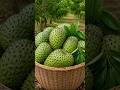 🌱 DAY 13 — Soursop Harvesting 🌱 #shortvideo #harvesting #soursop #fruits